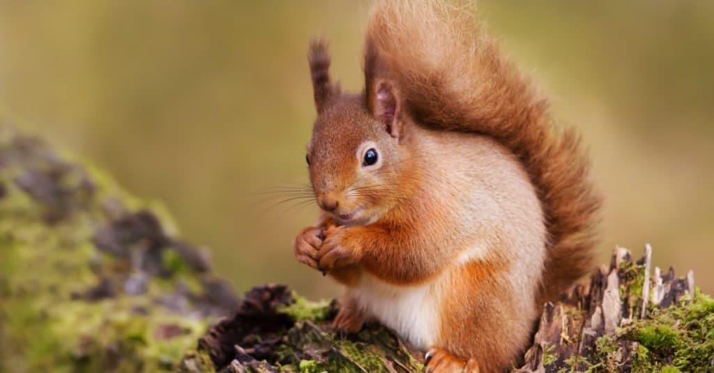 Scoiattolo rosso che mangia noci su un ceppo di muschio su sfondo verde sulla foresta.