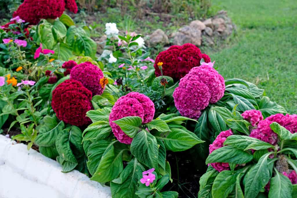 Fiori rosa e rossi di celosia coxcomb.