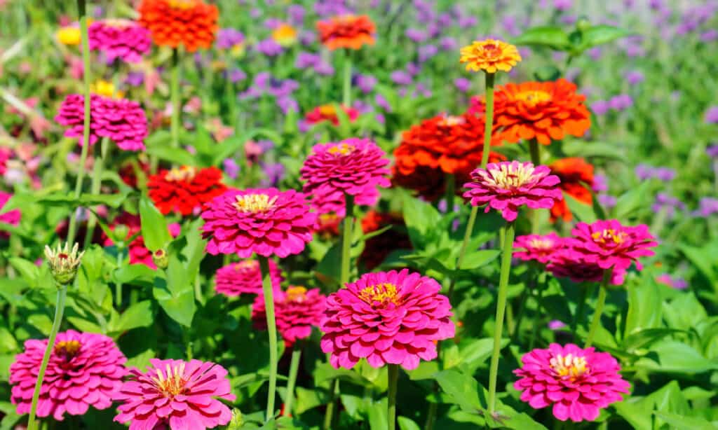Zinnia, fiore, campo agricolo, crescita, estate