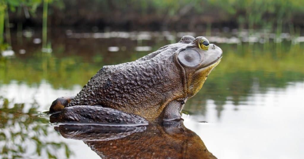 Animali più rumorosi_ Rana toro nordamericana
