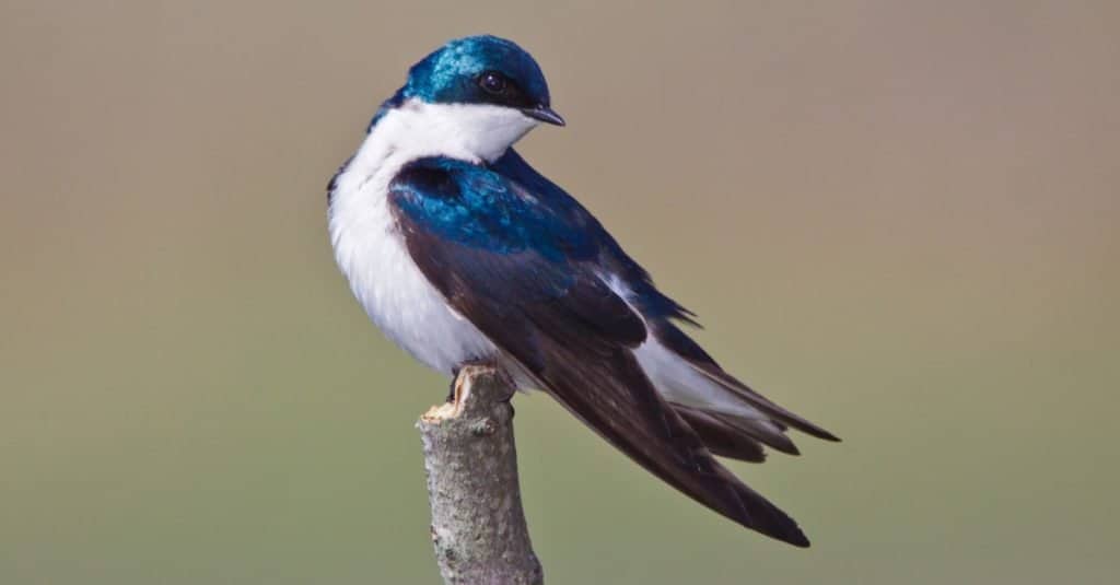 Tree Swallow, Tachycineta bicolore, seduto su un ramo.