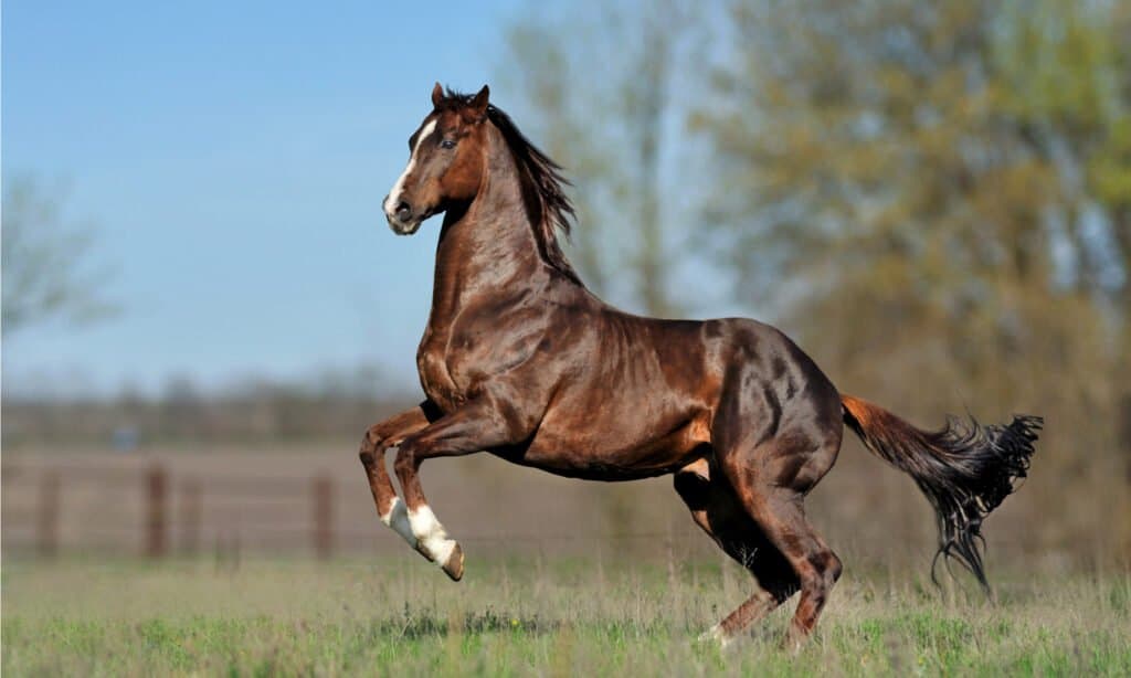 cavallo da corsa più veloce
