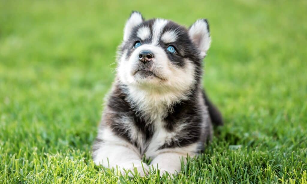 Perché i Siberian Husky hanno gli occhi azzurri?