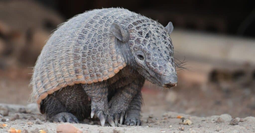 Animali con la pelle più dura-Armadillo