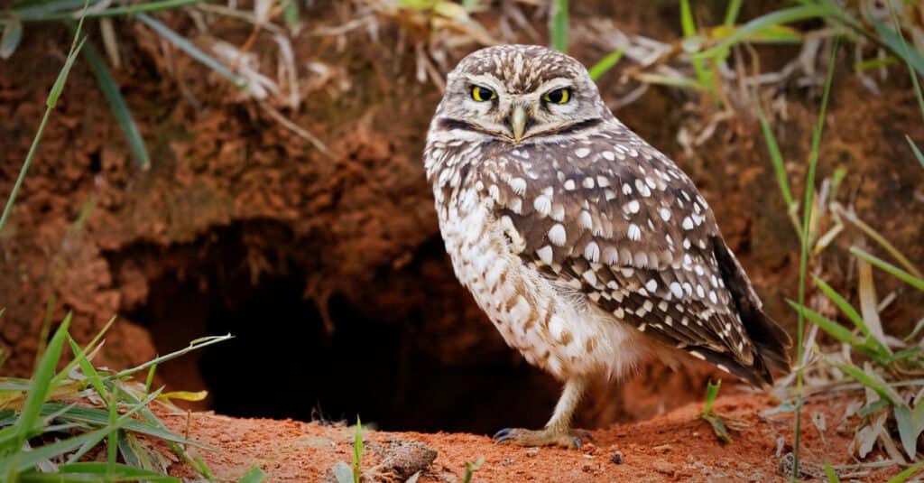 Animali che muoiono - Gufo delle tane