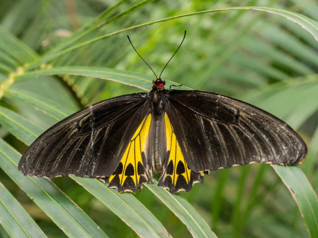 Birdwing del sud