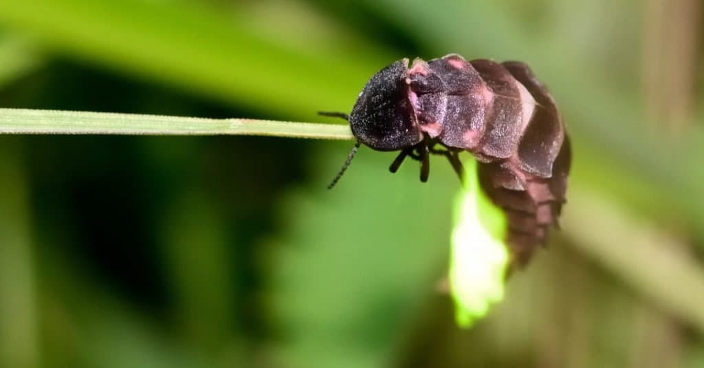 Glow-worm (Lampyris noctiluca) che mostra la luce sull'erba.  Questi coleotteri producono luce per attirare i compagni, come sta facendo questa femmina qui.
