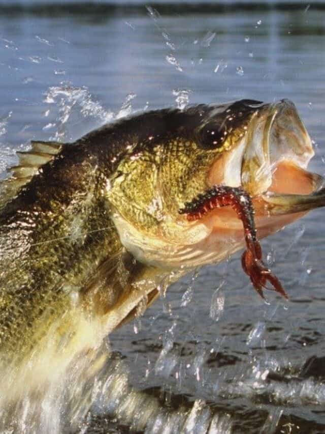 Smallmouth vs Largemouth Bass