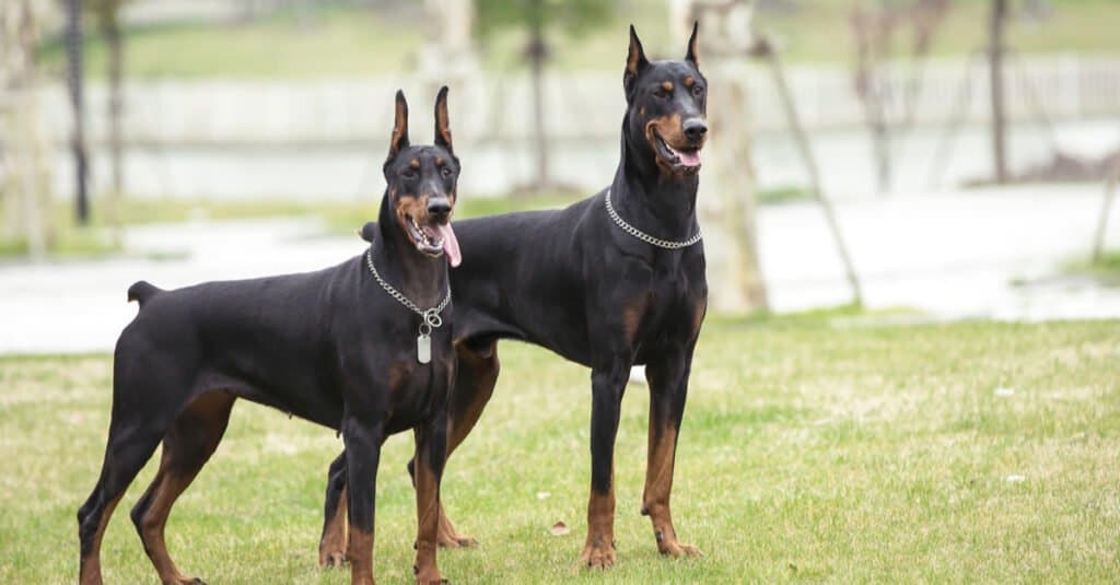 Pinscher Dobermann