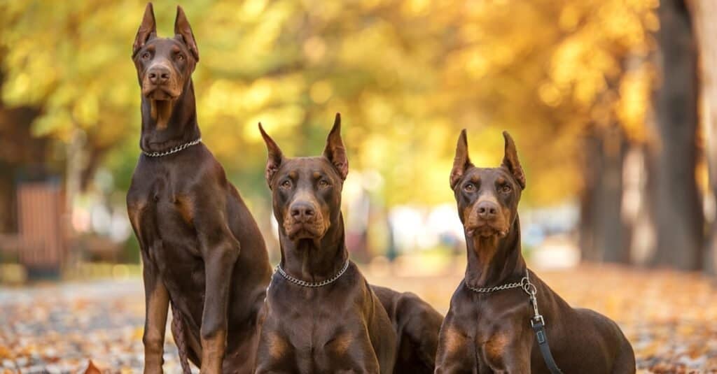 I cani più spaventosi