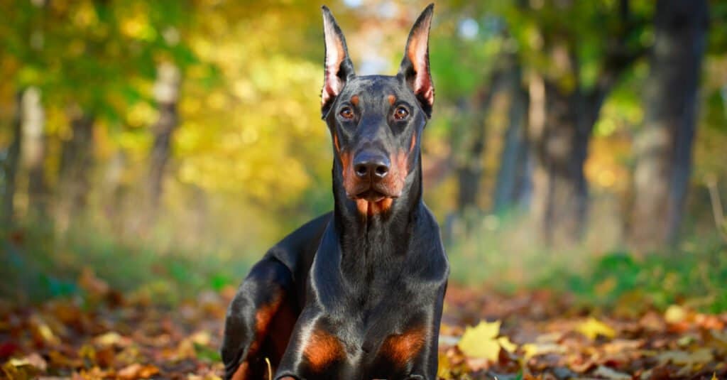 Doberman pinscher con orecchie erette adagiate sulle foglie