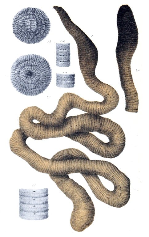 lombrico gigante di Gippsland