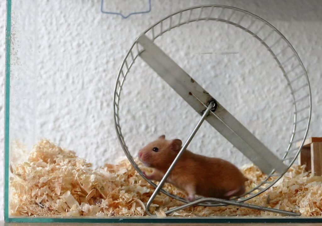 Un criceto su una ruota ginnica