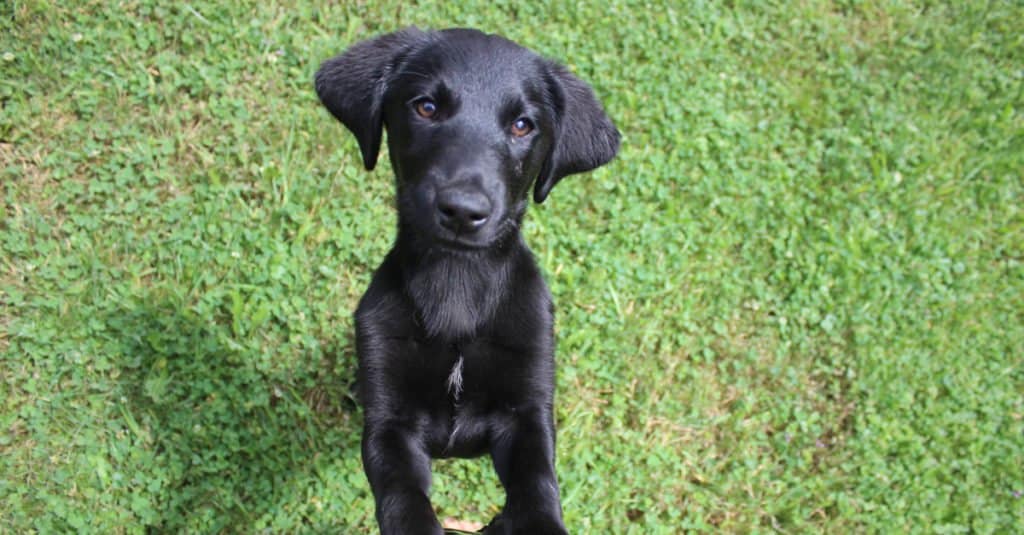 cucciolo di Goldador nero che gioca
