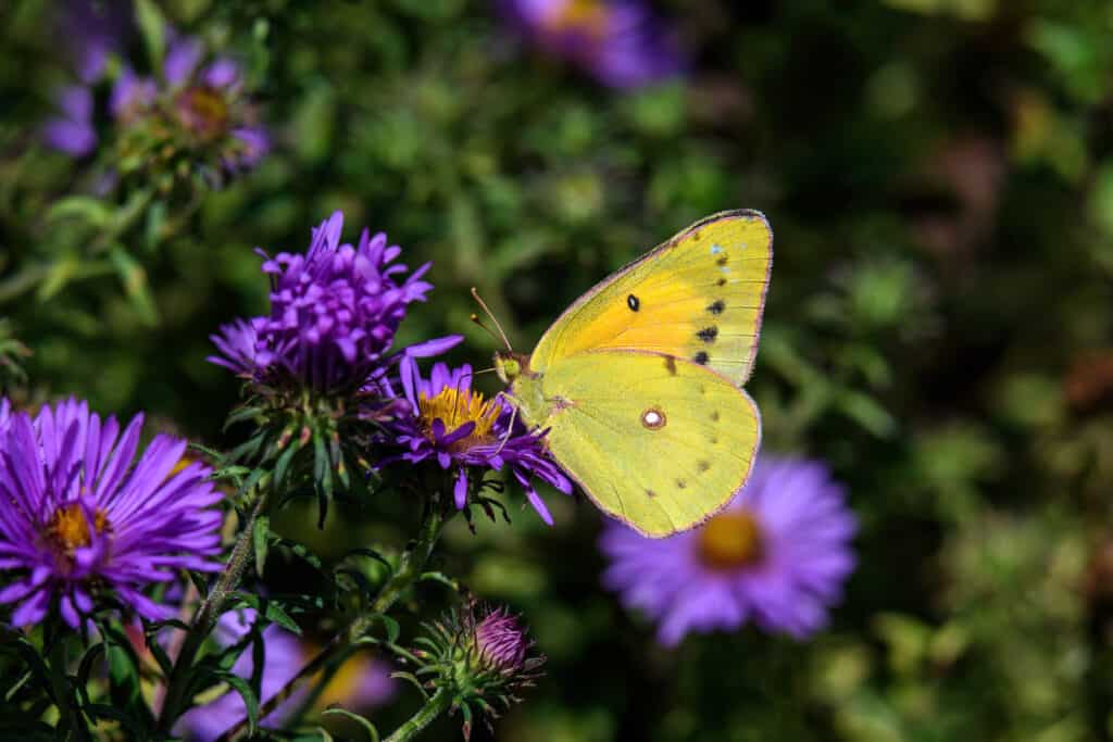 Maschio di zolfo arancione farfalla o Colias eurytheme sul New England Aster nel sole di fine estate.
