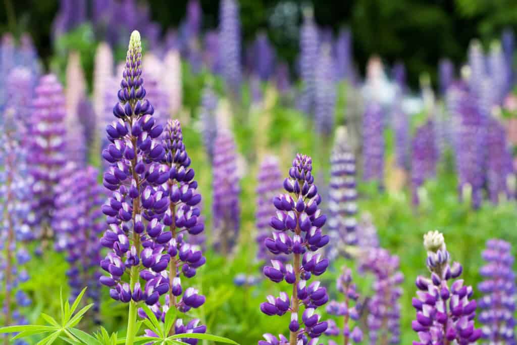 Lupini selvatici che crescono nella Foresta Nera, in Germania