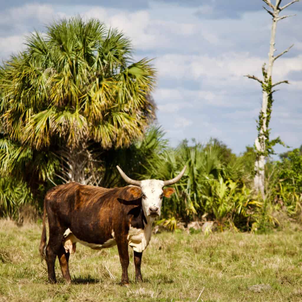 Cracker della Florida