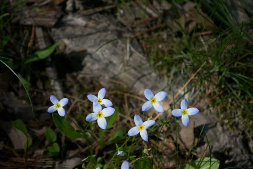 Alcuni bluets che crescono in una zona boscosa.