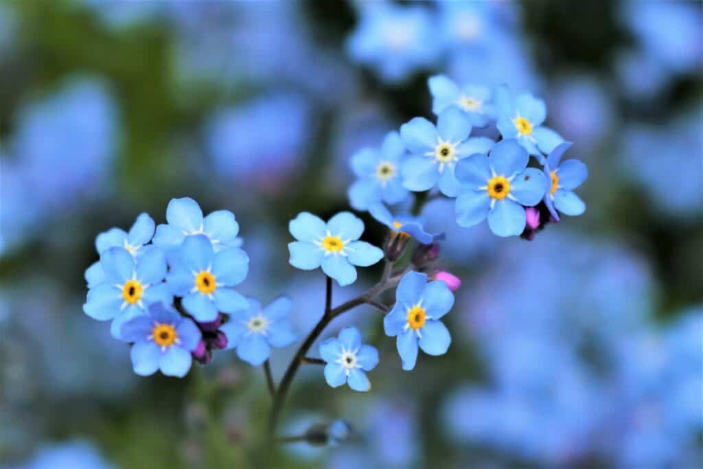 Fiori luminosi non ti scordar di me