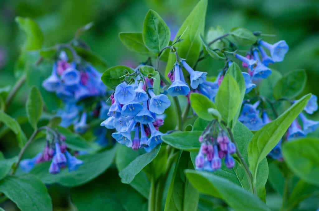 Wild Virginia Bluebells che crescono nella foresta.