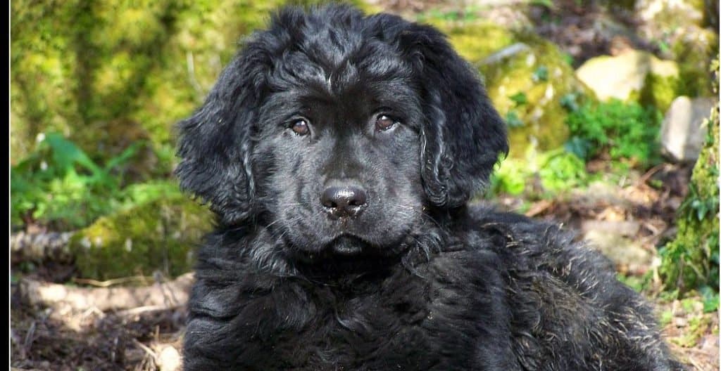 Golden Newfie cucciolo che gioca fuori nel bosco.