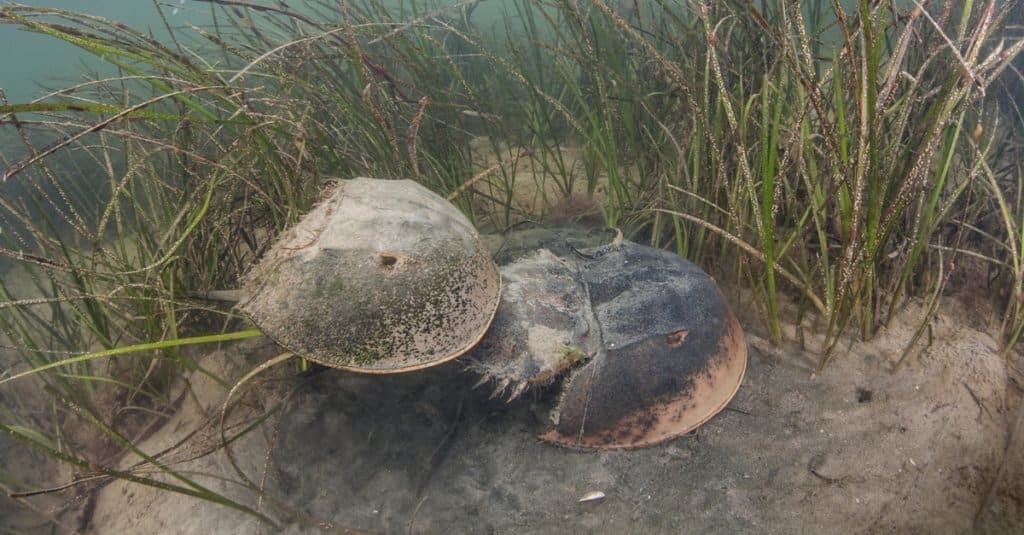 Una coppia di granchi a ferro di cavallo dell'Atlantico (Limulus polyphemus) si accoppia.  Questi granchi sono artropodi chelicerati marini che si trovano comunemente dal Golfo del Messico fino al Canada.  Sono preziosi nella ricerca medica.