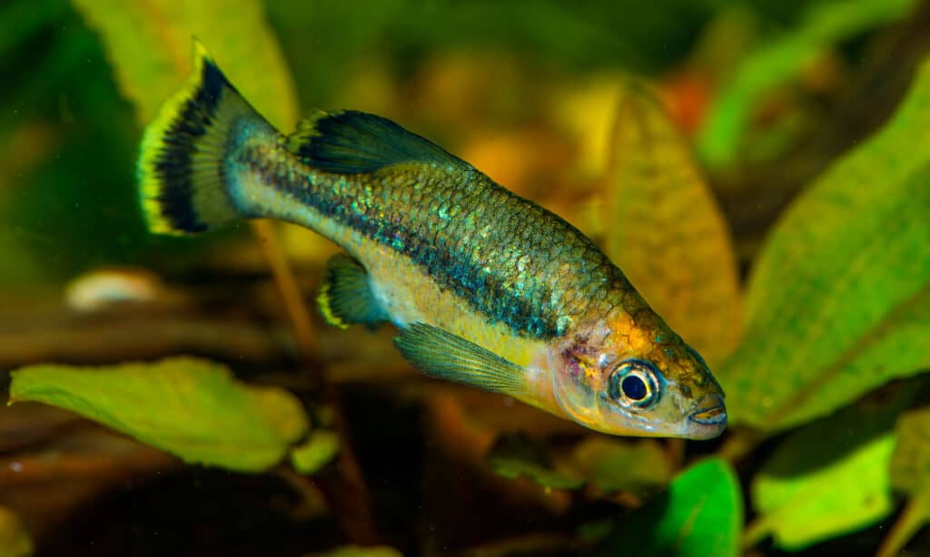 Pinna spaccata della farfalla (Ameca splendens)