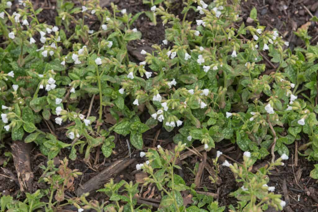 Sissinghurst bianco