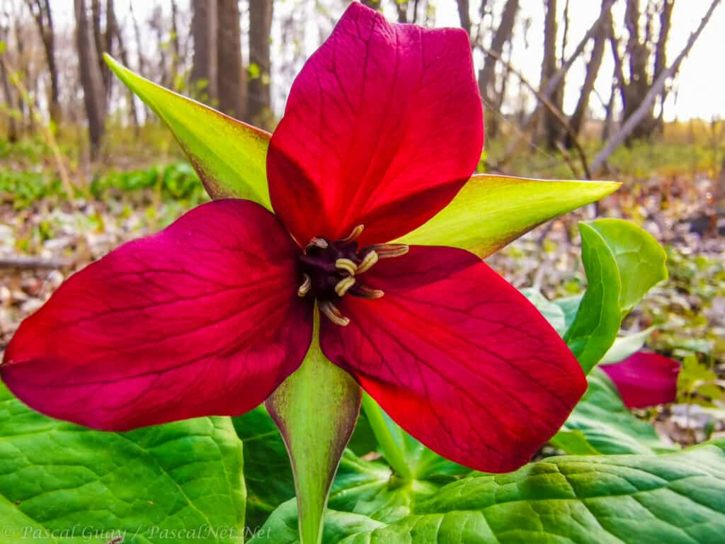 Il trillio rosso è un piccolo fiore perenne