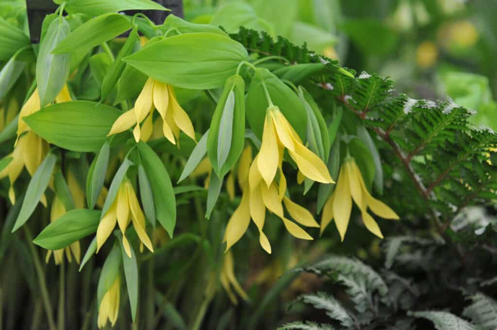 Campane allegre o campanula