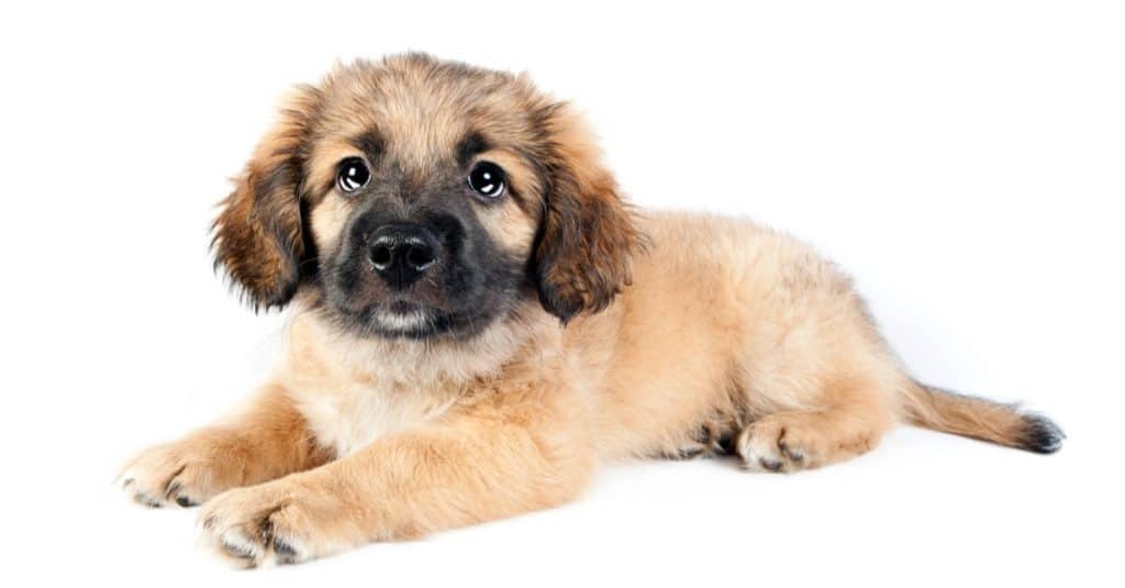 Cucciolo di golden retriever (pastore), Golden Shepherd, isolato su sfondo bianco.