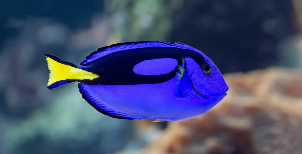 Primo piano di un pesce chirurgo tavolozza: che tipo di pesce è Dory?