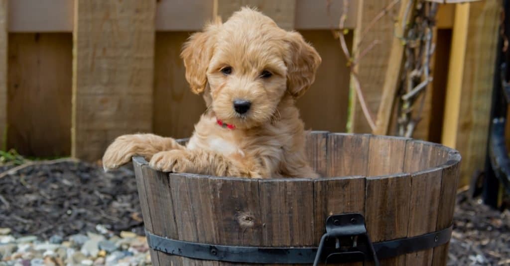 Mini gioco del cucciolo di Goldendoodle