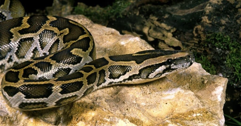 I serpenti più grandi: il pitone indiano