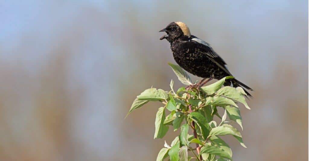 bobolink in cima al ramo di foglie