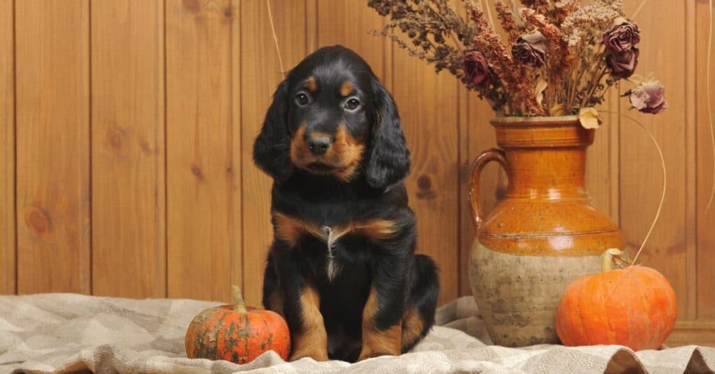 Cucciolo di Setter Gordon