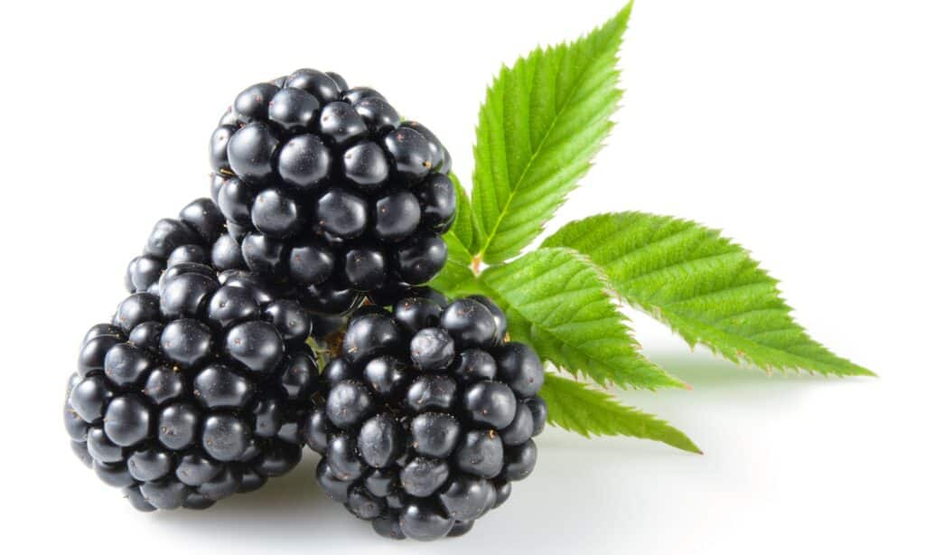 Dewberry contro Blackberry