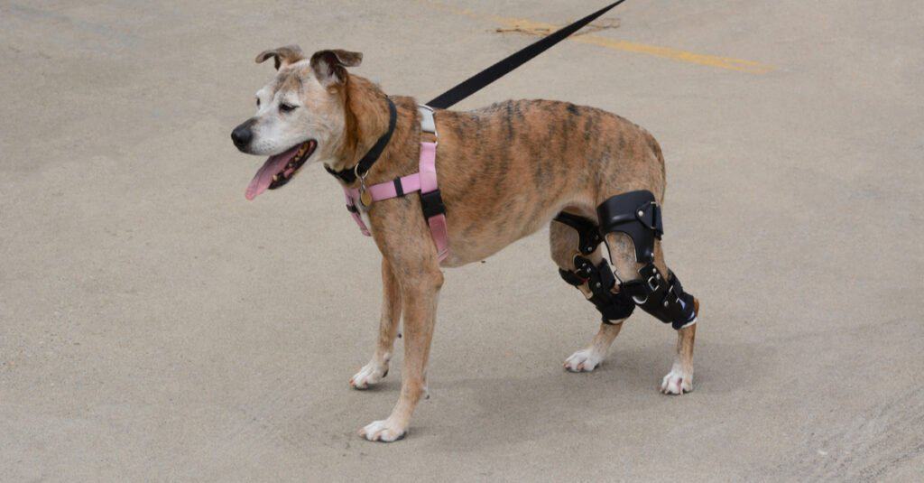 Un cane indossa due ginocchiere durante una passeggiata.