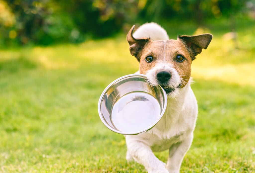 cane che trasporta una ciotola per cani