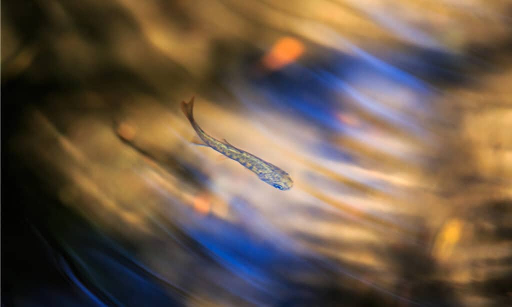 Chinook Arrosto di salmone in un ruscello.  Gli avannotti rimarranno nell'acqua dolce per 12-18 mesi mentre si nutrono e crescono prima di tornare nell'oceano.