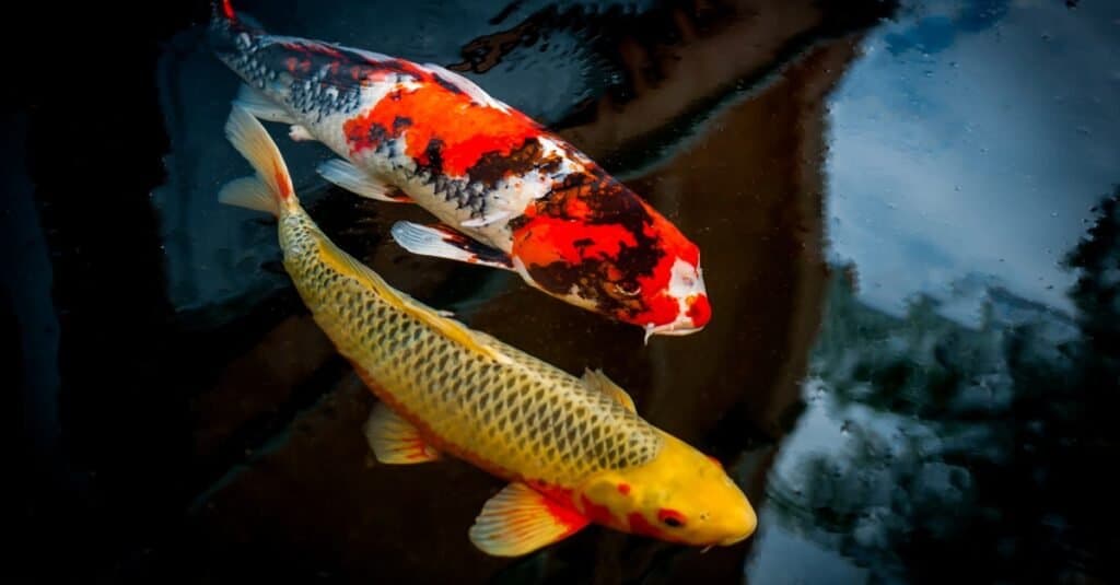 Koi giapponese in uno stagno.