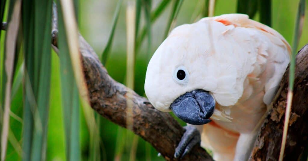 Cacatua delle Molucche con la testa inclinata di lato