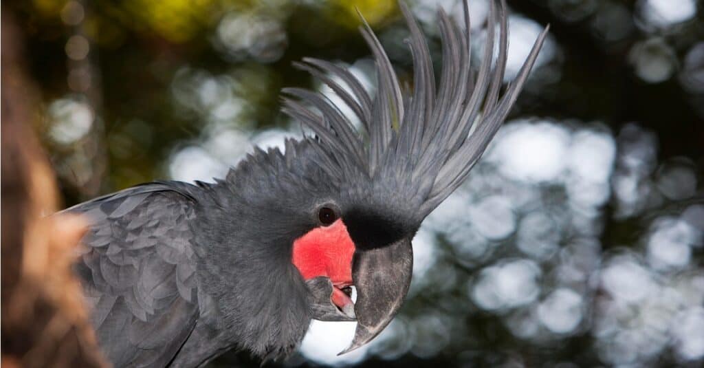 I pappagalli più grandi sono il cacatua delle palme