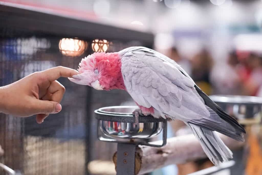 Cacatua