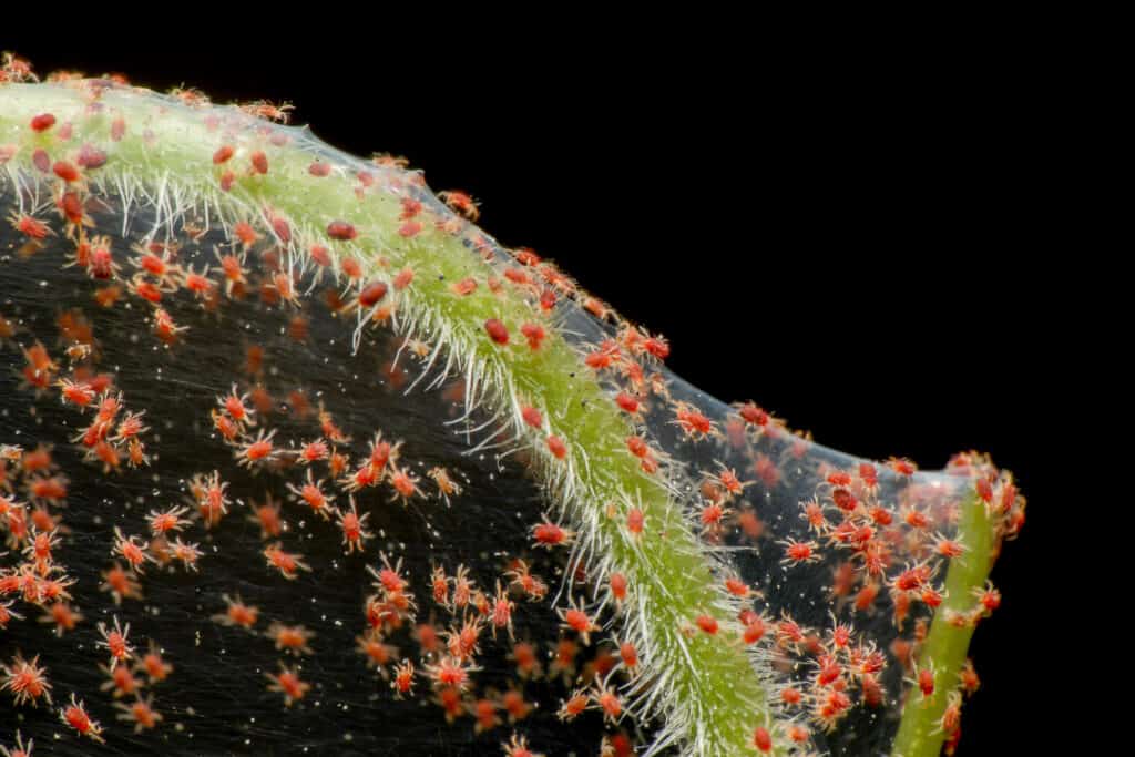 Infestazione da acari del ragno rosso