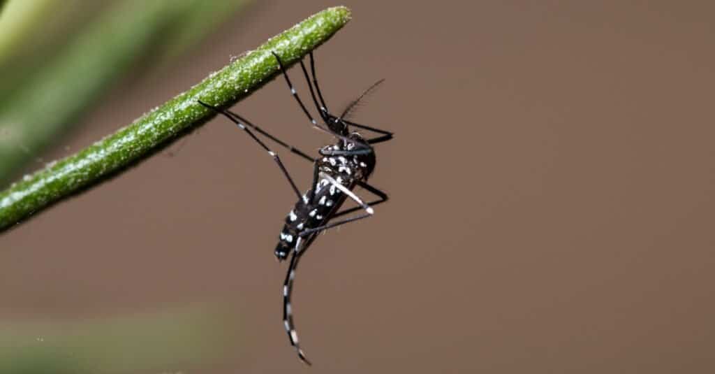 Zanzara tigre asiatica