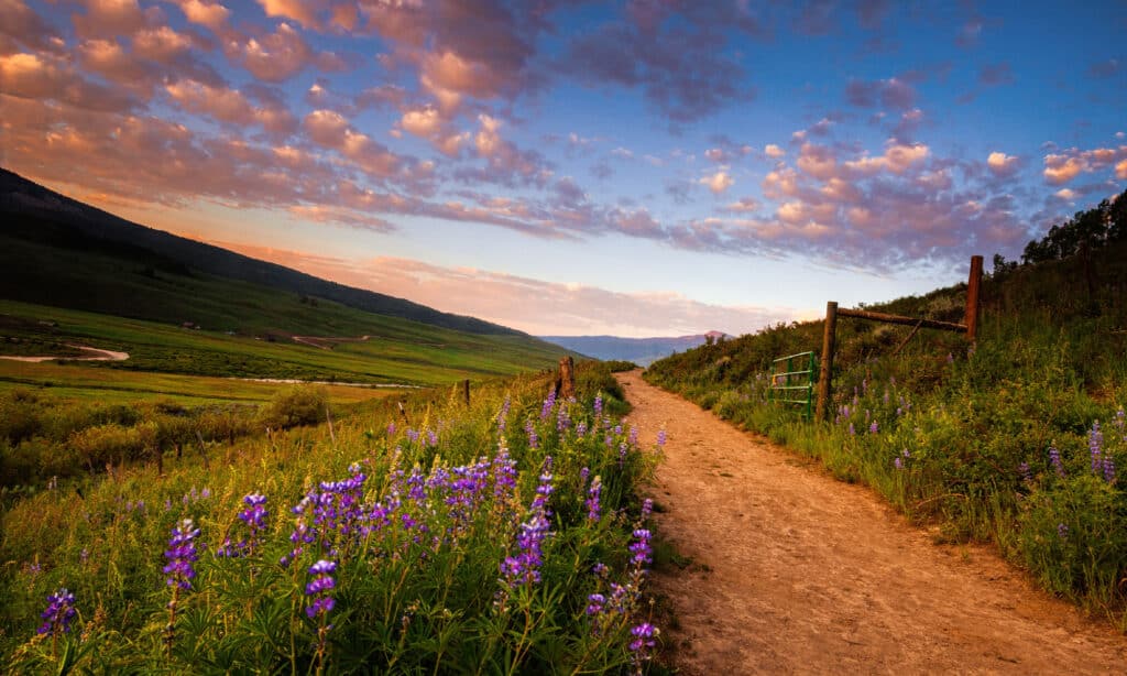 I lupini fiancheggiano un sentiero escursionistico all'alba vicino a Crested Butte, Colorado