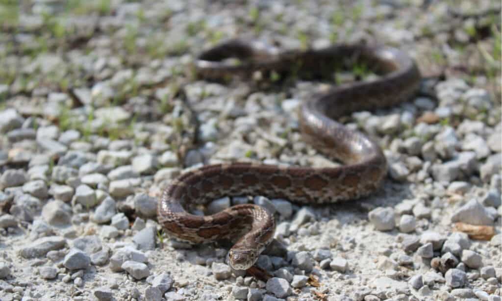Serpente di ratto delle grandi pianure (Pantherophis emoryi) nel Missouri sudoccidentale.  Il serpente cresce fino a una lunghezza di due o tre piedi, ma a volte può raggiungere una lunghezza di cinque piedi.