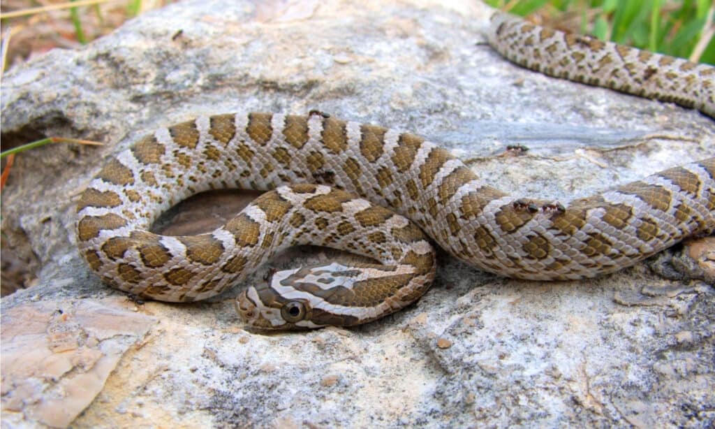 I serpenti di ratto delle Grandi Pianure non sono velenosi con una natura timida.