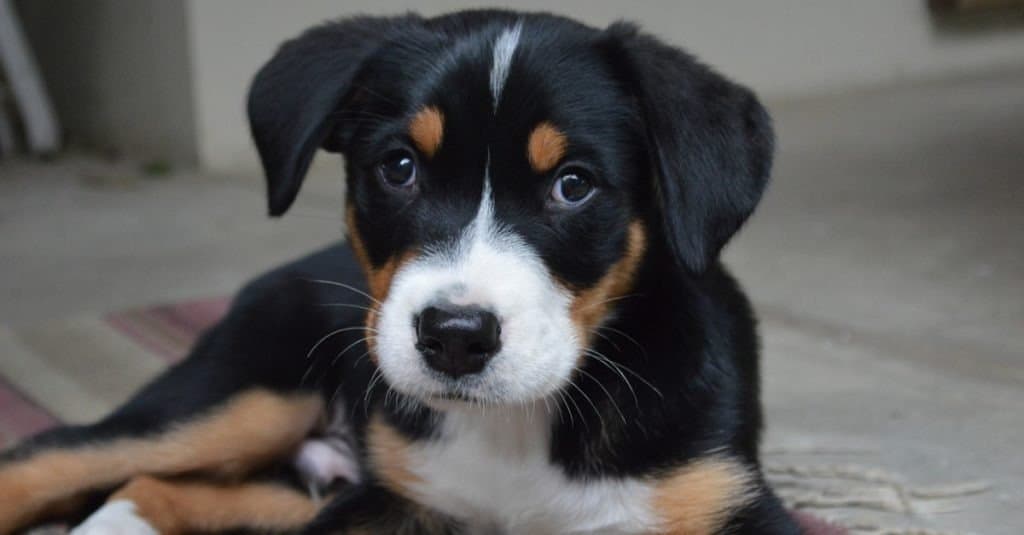 cucciolo di cane da montagna svizzero maggiore